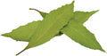Bay Leaves fresh per kg