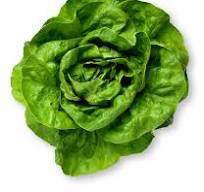 Lettuce per kg