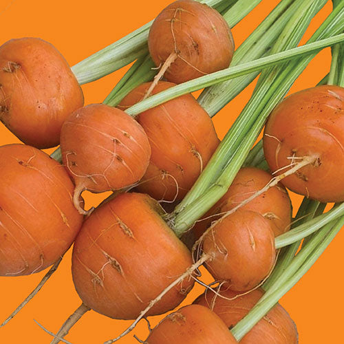 Carrots Exotic per kg