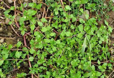 Chickweed DEMETER PGS 50g