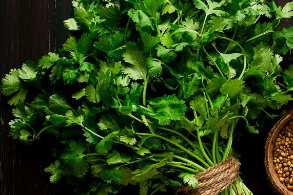 Coriander herb 50g (limited)