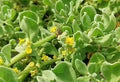 Spinach Forage (dune, kekelbos,ice,) 100g