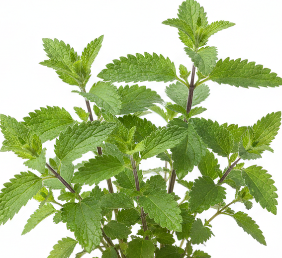 Catnip fresh