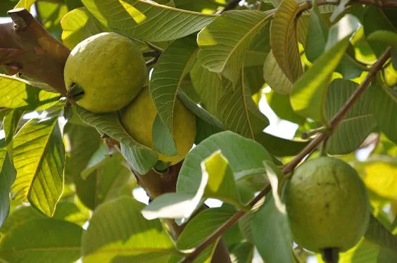 Guavas DEMETER PGS per kg