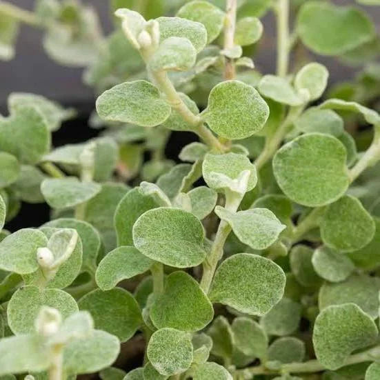 Helichrysum (Impepu)  DEMETER 100g