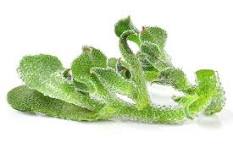 Spinach Forage (dune, kekelbos,ice,) 100g
