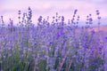 Lavender fresh DEMETER 100g
