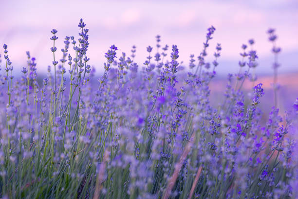 Lavender fresh DEMETER 100g