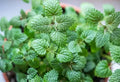 Lemon balm fresh DEMETER
