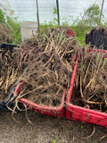 A CUTTINGS Lemongrass  (bare rooted)