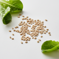 Lettuce seeds
