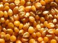 Maize kernels ORGANIC per kg