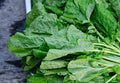 Mustard leaf DEMETER