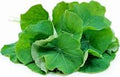 Nasturtium leaves fresh DEMETER 100g