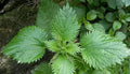Nettle DEMETER 100g