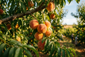 Peaches