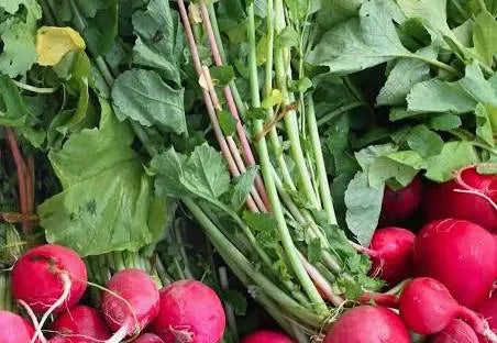 Radishes per kg