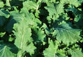 Rape Leaves