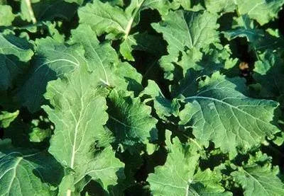 Rape Leaves