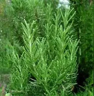 Rosemary fresh DEMETER 50g