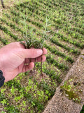 A CUTTINGS Rosemary  (bare rooted)