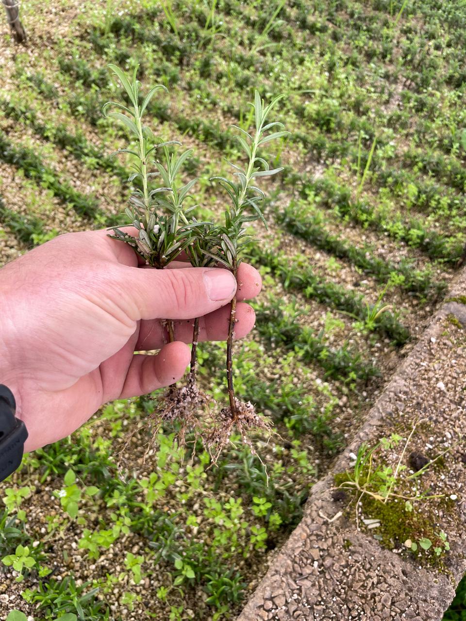 A CUTTINGS Rosemary  (bare rooted)