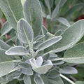 Sage fresh