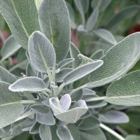 Sage fresh