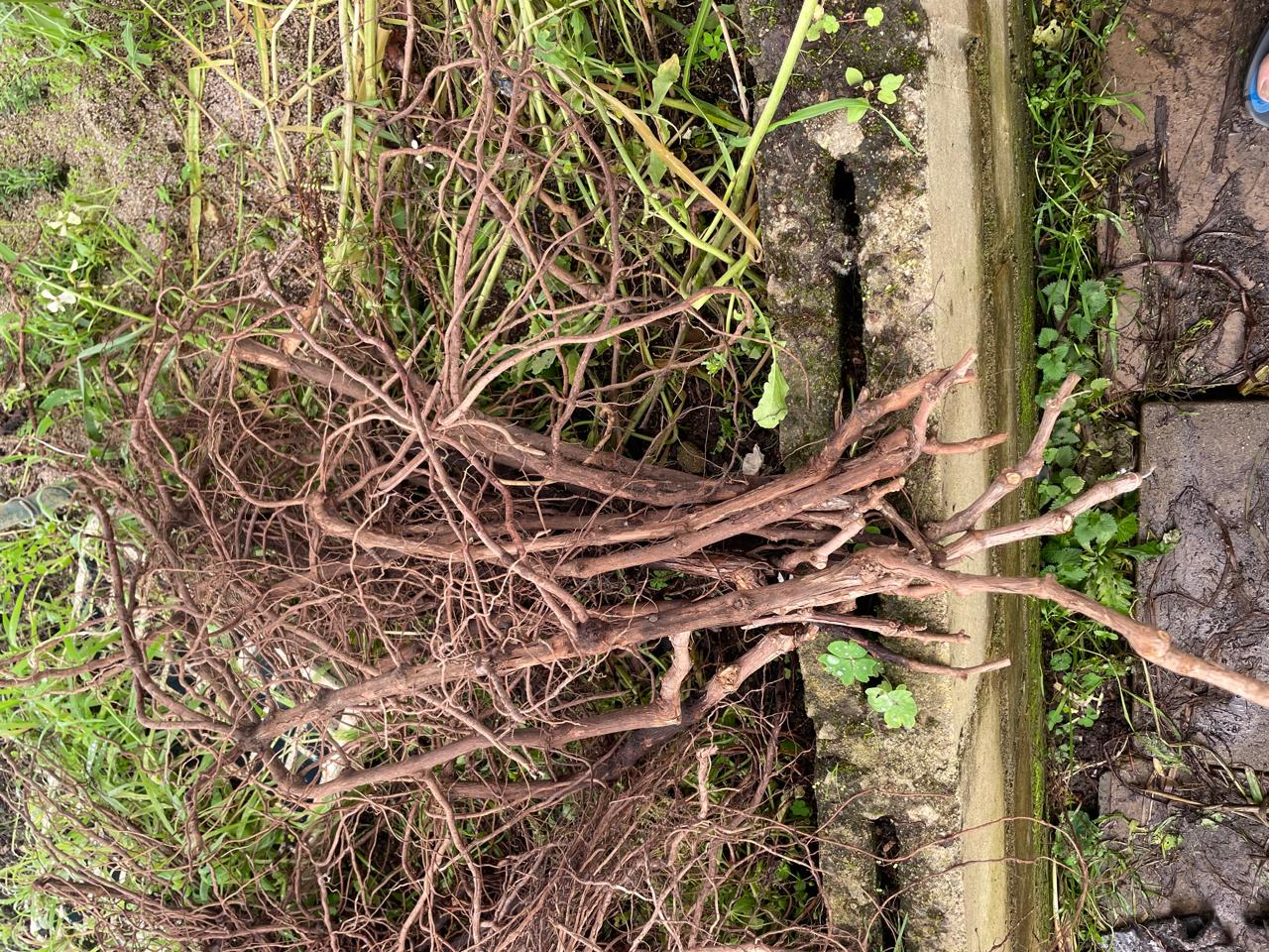 A CUTTINGS Vines (SHIRAZ)  bare rooted