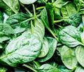 Spinach DEMETER