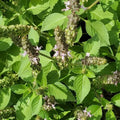Tulsi (Holy Basil) 50g