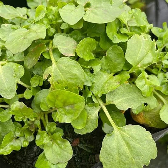 Watercress DEMETER 100g