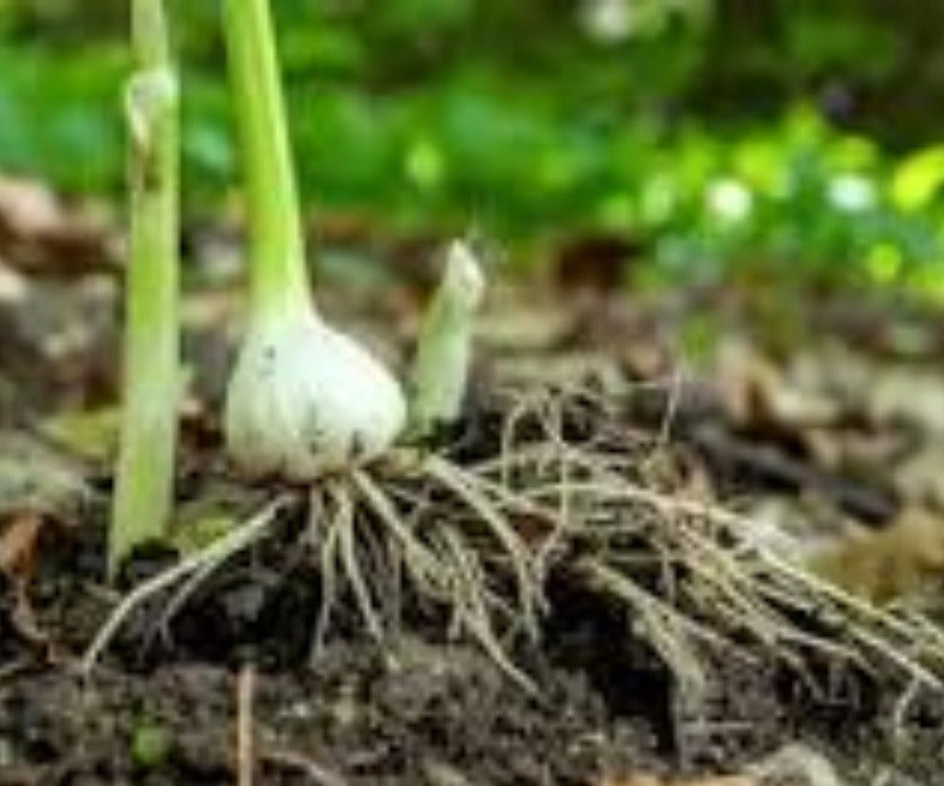 Wild Garlic leaves per kg