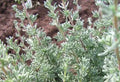 Wild rosemary fresh DEMETER 50g