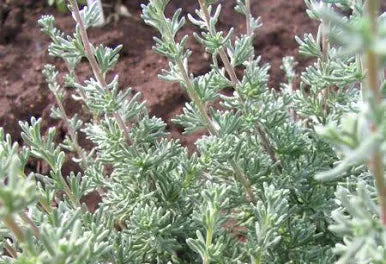 Wild rosemary fresh DEMETER 50g