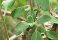 Wild sage fresh DEMETER