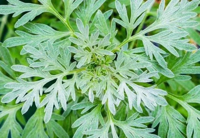 Wormwood fresh DEMETER 50g